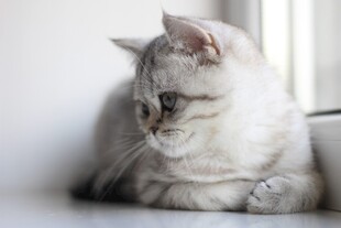 窗边静卧的可爱小猫咪