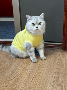 穿黄衣的可爱银渐层猫咪