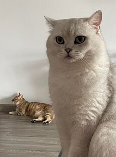 银白猫咪与背景中的小猫