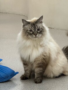 长毛猫咪静坐在蓝物旁