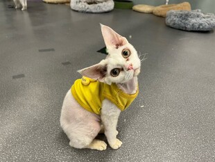 穿黄衣的无毛猫