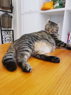 慵懒肥猫惬意躺木地板