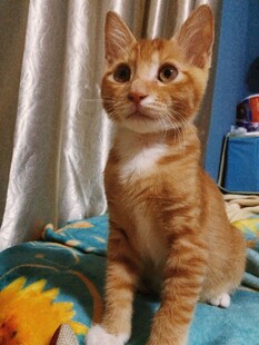 可爱小橘猫抬头望