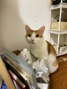 可爱猫咪坐于杂物旁