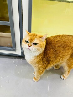 可爱橘猫站在室内门口