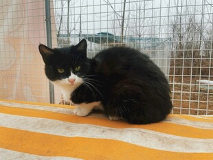 黑白猫咪静卧于条纹垫上