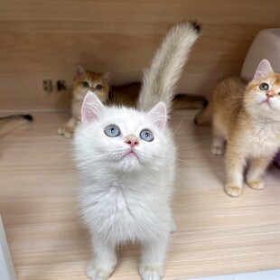 可爱猫咪齐聚展示萌态