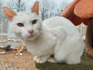 户外可爱的白色猫咪