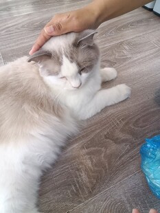 温柔抚摸下惬意的猫咪