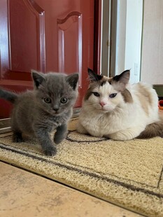 两只猫咪悠闲趴地