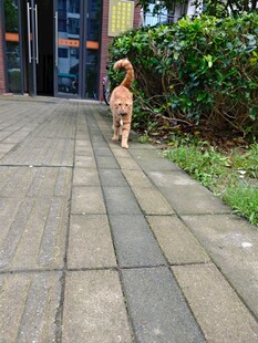 小橘猫漫步在砖石小道上