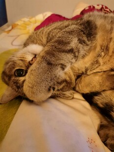 慵懒猫咪惬意趴在床上