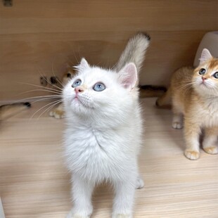 两只可爱猫咪抬头张望