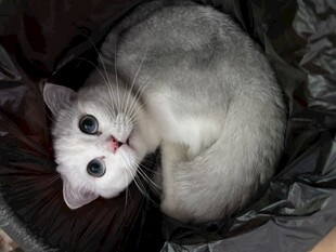 蜷卧的可爱猫咪