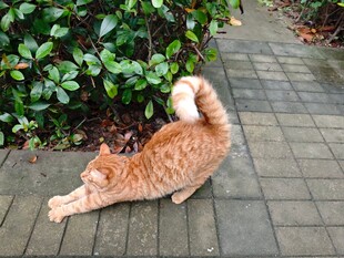 橘猫惬意伸展