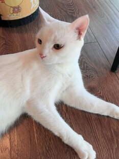 白色猫咪悠闲趴木地板
