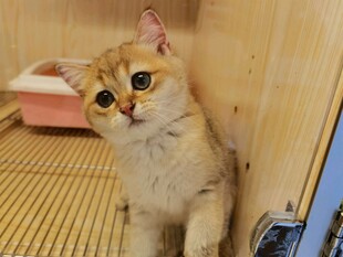 可爱金渐层猫咪室内萌照