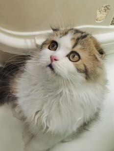 仰头的可爱长毛猫咪