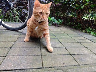 户外萌猫于自行车旁