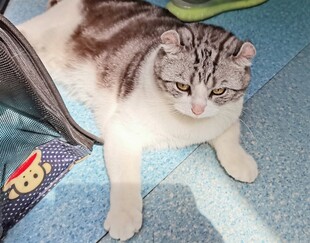 可爱猫咪惬意躺卧