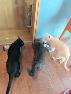 三只猫咪好奇望向门外