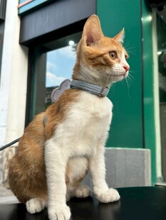 戴围巾的猫咪坐于门前