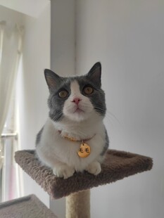 可爱猫咪端坐猫爬架