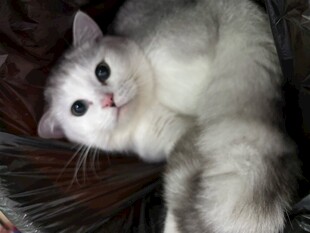 可爱银渐层猫咪躺卧瞬间
