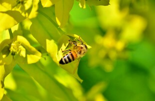蜜蜂采蜜于金黄花朵间
