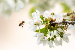 蜜蜂采蜜于洁白樱花间