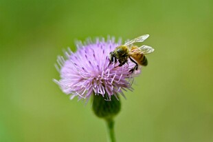 蜜蜂采蜜于紫色小花上