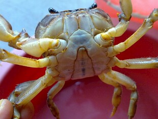 鲜活螃蟹特写