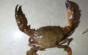 鲜活大螃蟹
