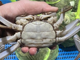 手捧大螃蟹展示新鲜模样