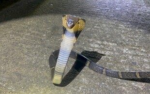夜间野外的彩色条纹蛇