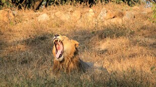 草原上吼叫的雄狮