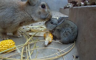 两只兔子啃食玉米棒