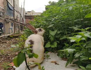 墙边白猫探身张望绿植