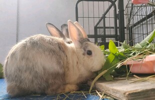 灰兔享用新鲜蔬菜