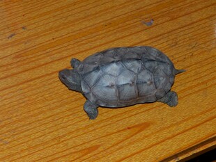 可爱小乌龟趴在木桌上