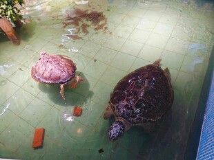 两只乌龟在水中