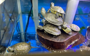 展示台上的多只乌龟摆件