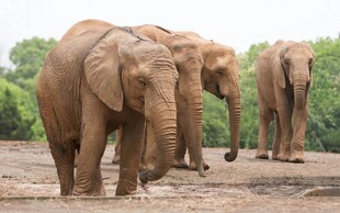 野外漫步的几头大象