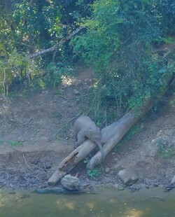 河边大象在泥地嬉戏