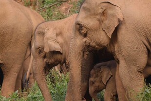 象群漫步于草地