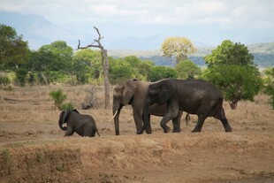 草原上的大象家族
