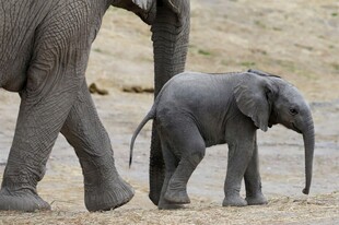 大象母子漫步草原