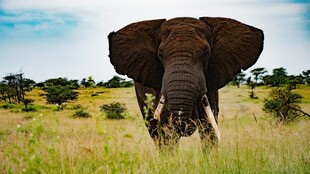 草原上独行的大象