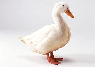 白色鸭子摆件
