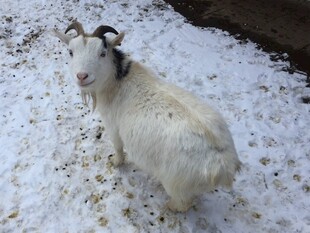 雪地中的白山羊